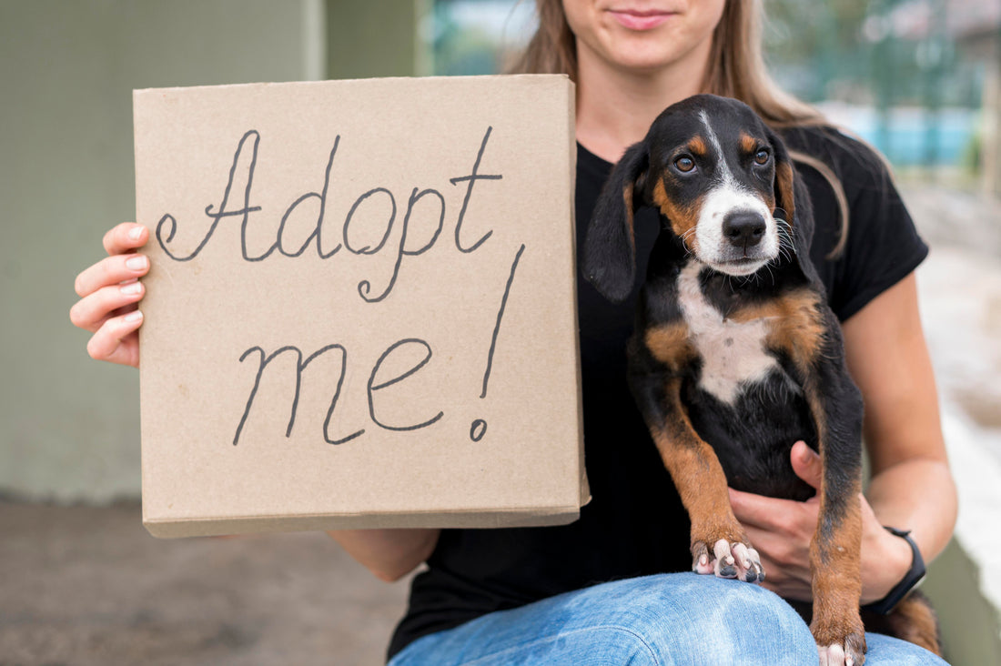¡Dale un hogar a un peludo este 31 de julio! Todo sobre la jornada de adopción en Bogotá