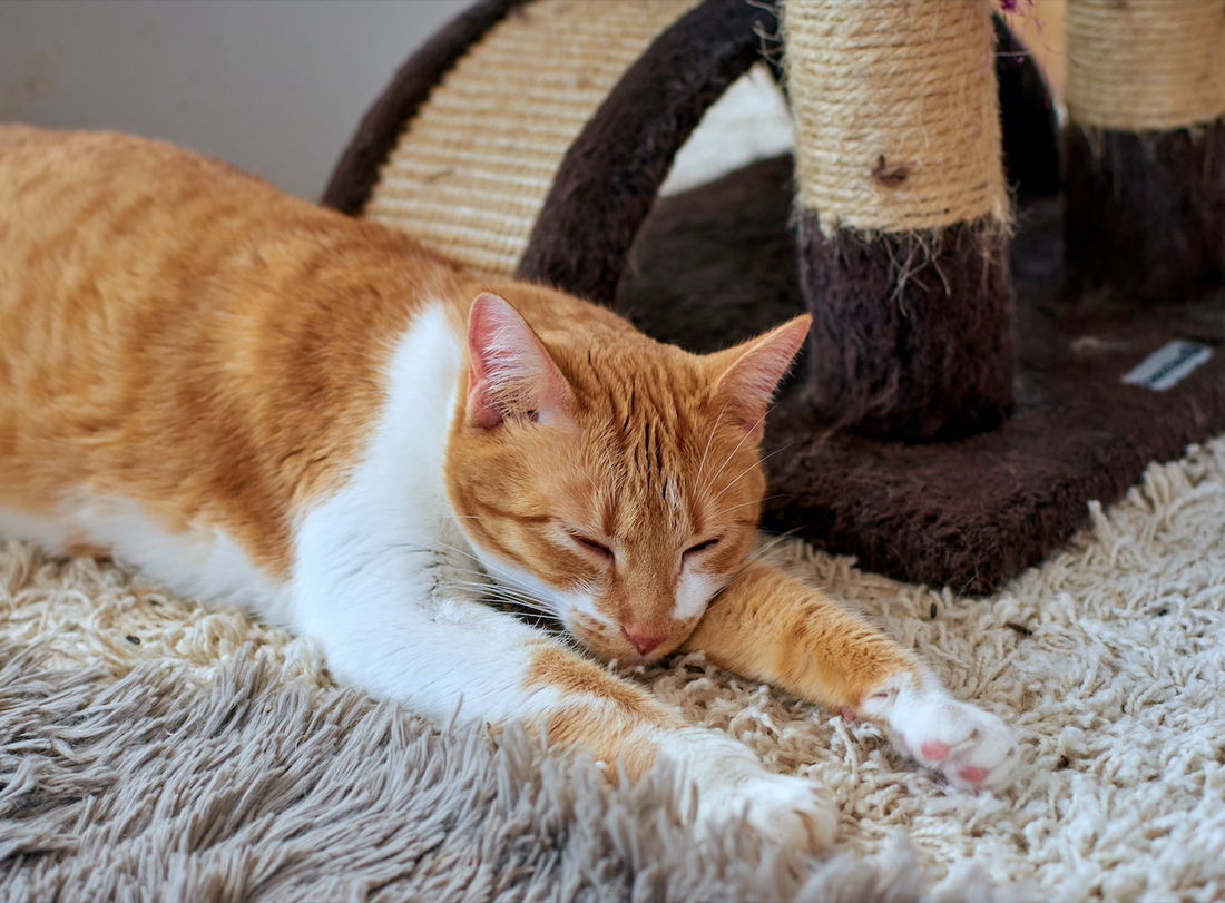 ¿Por qué los gatos “amasan”? El origen y significado del curioso masaje felino
