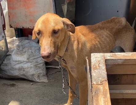 Rescate de Esperanza: El Valor de la Protección Animal en Cali