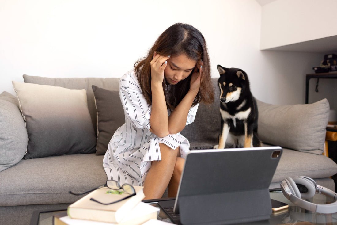 ¿Pueden los Perros o Gatos Detectar la Energía de una Persona? Ciencia, Emoción y Conexión Verdadera