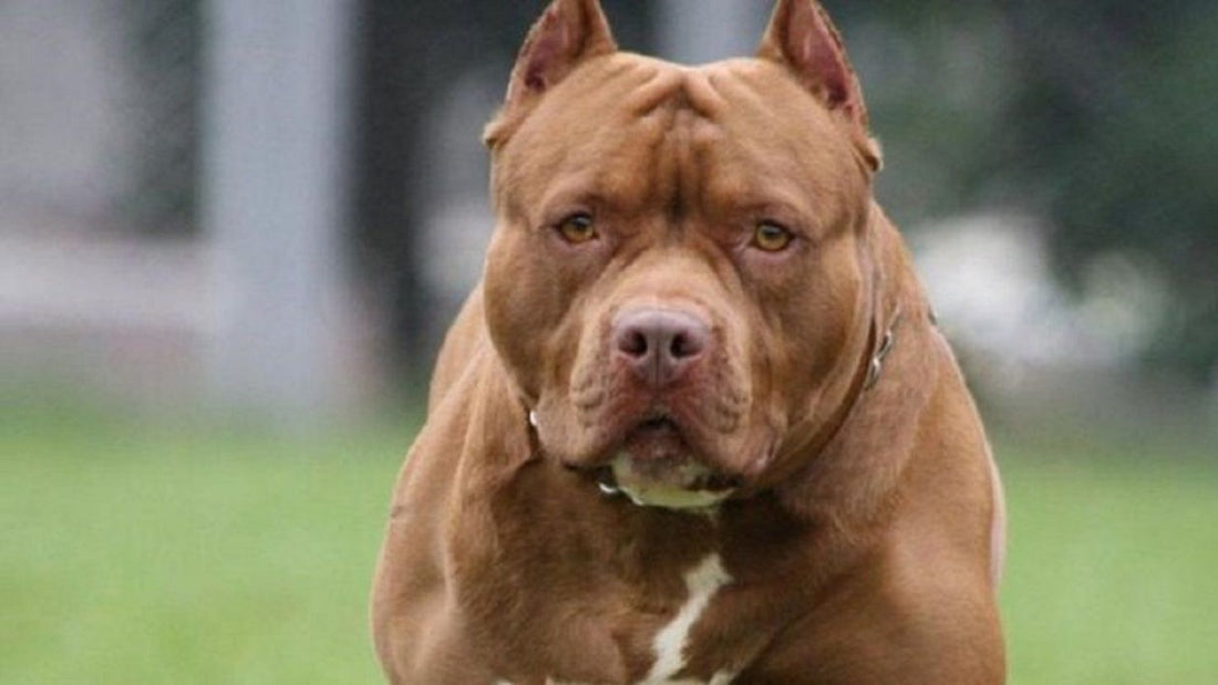 La raza de perro ideal según tu signo del zodiaco