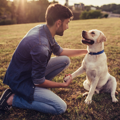 ¿Por qué acariciar a todos los perros que vemos? Psicología y ciencia detrás de un gesto instintivo
