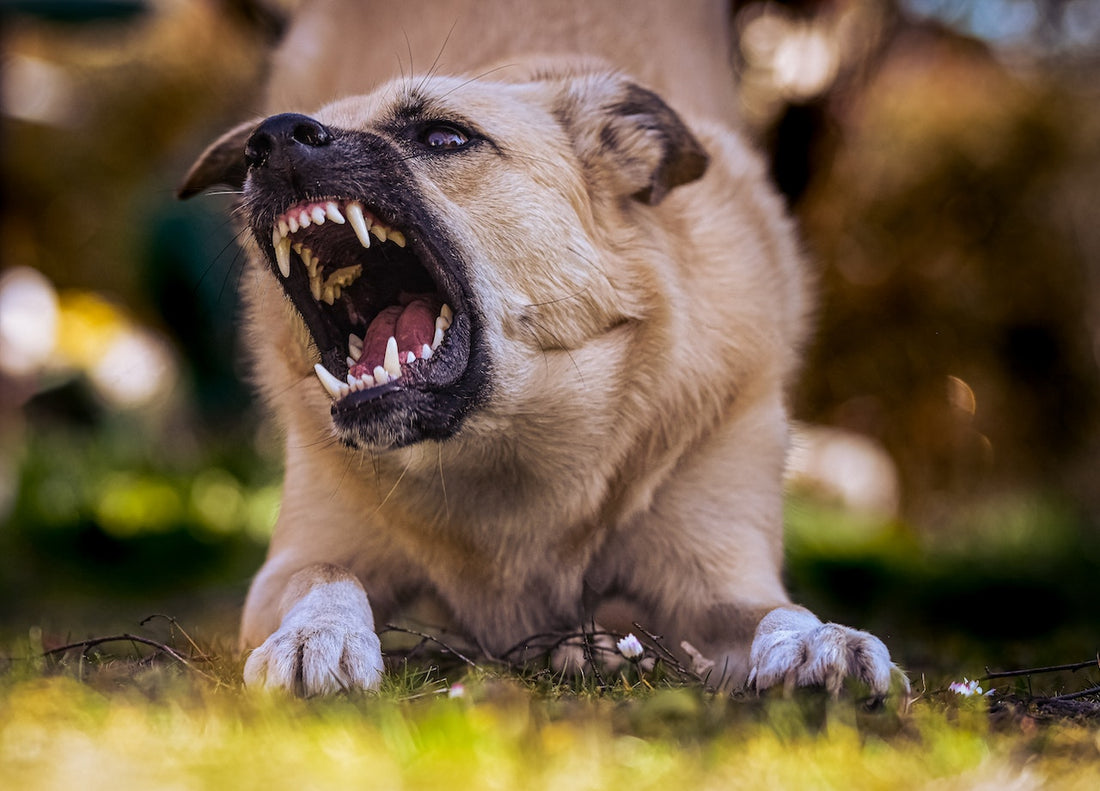 Las 5 Razas de Perros Más Agresivas del Mundo: Lo Que Dicen los Estudios y Expertos