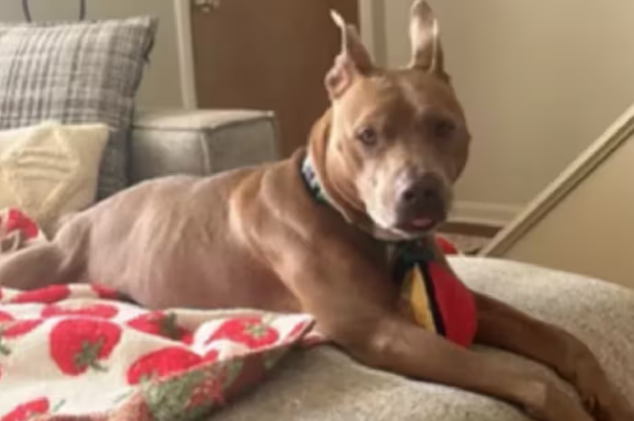 Adoptaron a un perro y lo devolvieron a los 30 minutos: esta fue la razón