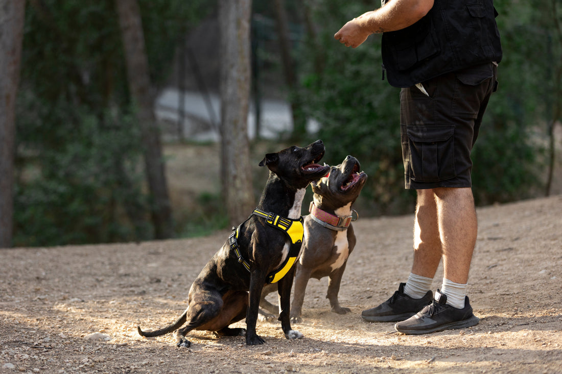 Nueva Norma en Colombia: Multas para ciudadanos que no cumplan con reglas sobre perros