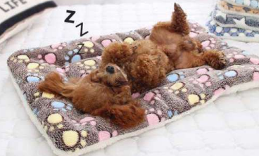 Cama Cojín con Diseños para Mascotas